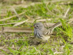 Cachudito pcio amarillo/Yellow-billed Tit-Tyrant