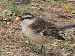 Calandria grande/Chalk-browed Mockingbird