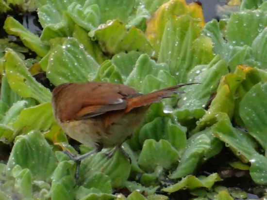 Curutié colorado/Yellow-chinned Spinetail