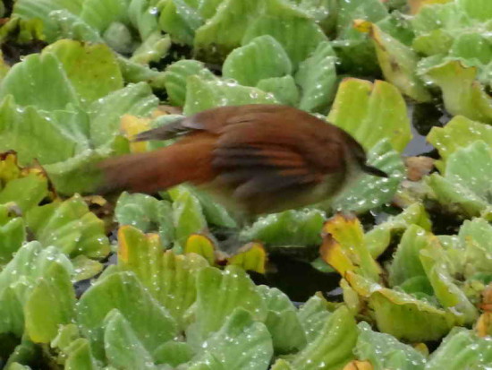 Curutié colorado/Yellow-chinned Spinetail