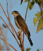 Esparvero común/Sharp-shinned Hawk