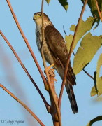 Esparvero común/Sharp-shinned Hawk