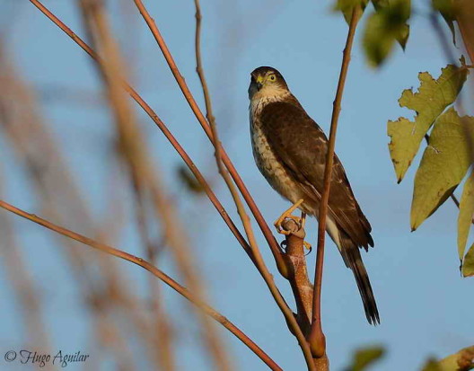 Esparvero común/Sharp-shinned Hawk