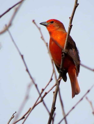 Fueguero común M/Hepatic Tanager M