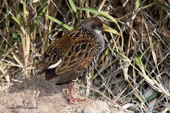 Gallineta overa/ Spotted Rail