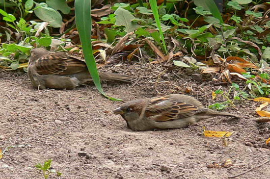 Gorrión/House Sparrow