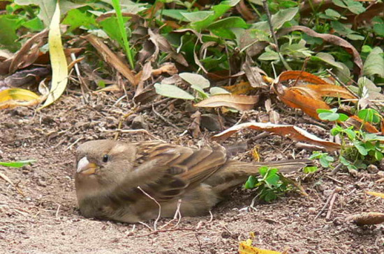 Gorrión/House Sparrow