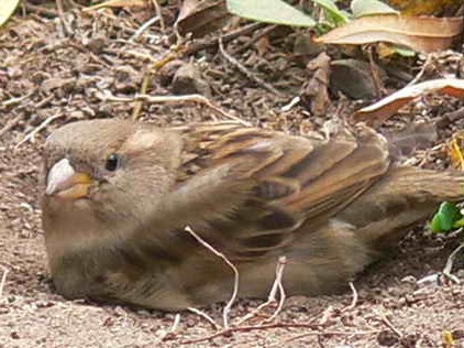 Gorrión/House Sparrow