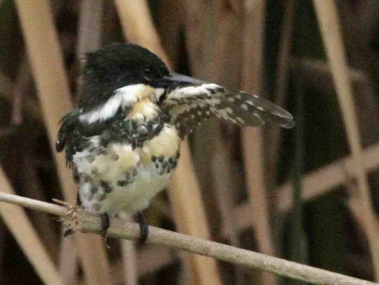 Martín pescador chico/Green Kingfisher