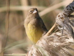 Misto/Grassland Yellow-Finch