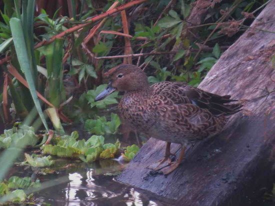 Pato colorado H/Cinnamon Teal F