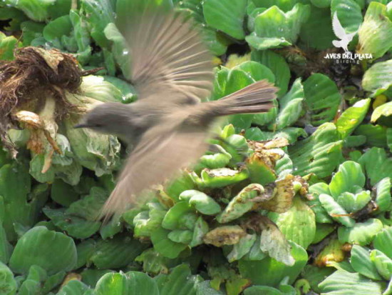 Piojito gris/Sooty Tyrannulet