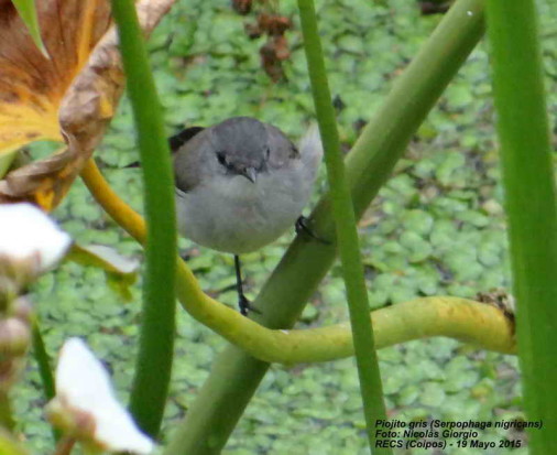 Piojito gris/Sooty Tyrannulet