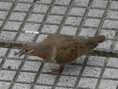 Torcaza común J/Eared Dove J