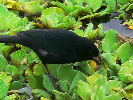 Varillero negro/Unicoloured Blackbird