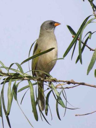 Verdón/Great Pampa-Finch