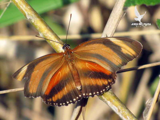 Antorcha rayada/Banded Orange