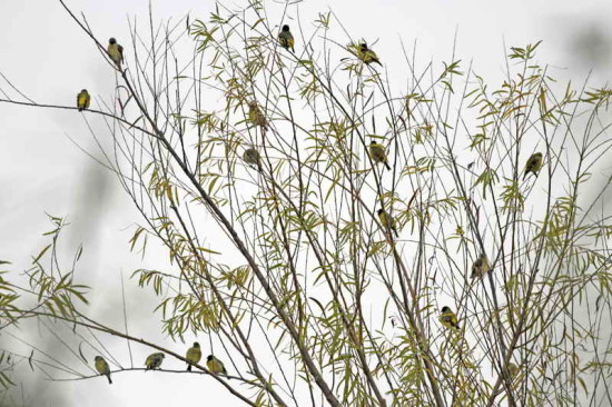 Cabecitanegra común/Hooded Siskin