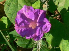 Campanilla/Ocean blue morning glory