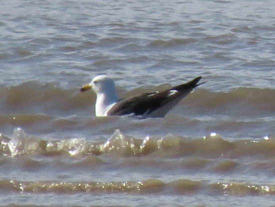 Gaviota cangrejera/Olrog's Gull