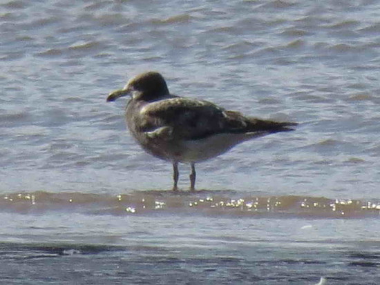 Gaviota cangrejera/Olrog's Gull