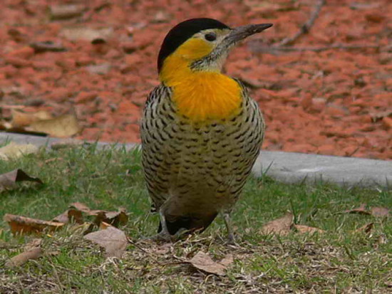 Carpintero campestre/Campo Flicker