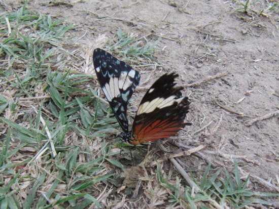 Chasqueadora roja/Red Cracker