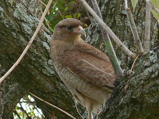 Chimango/Chimango Caracara