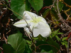 Dama de noche/Moonflower