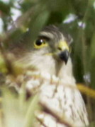 Esparvero común/Sharp-shinned Hawk