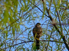 Esparvero común/Sharp-shinned Hawk