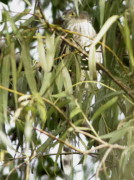 Esparvero común/Sharp-shinned Hawk