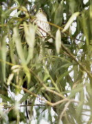 Esparvero común/Sharp-shinned Hawk