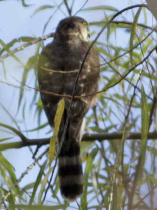 Esparvero común/Sharp-shinned Hawk