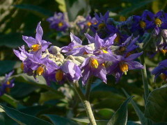 Fumo bravo/Solanum granuloso-leprosum