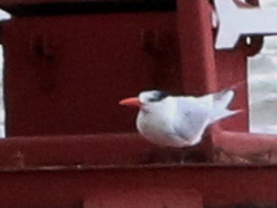 Gaviotín real/Royal Tern