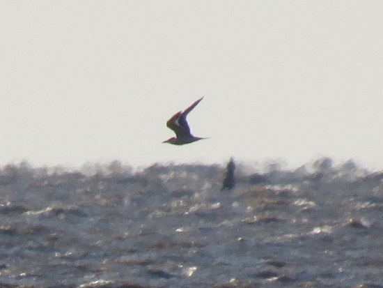 Gaviotín real/Royal Tern