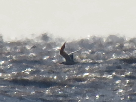 Gaviotín real/Royal Tern