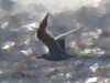 Gaviotín real/Royal Tern