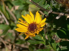 Grindelia pulchella