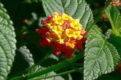 Lantana