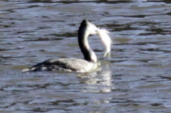 Macá grande/Great Grebe