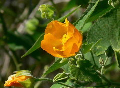 Malvavisco/Hairy Indian mallow