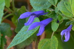 Salvia azul/Blue anise sage