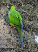 Ñanday/Nenday Parakeet