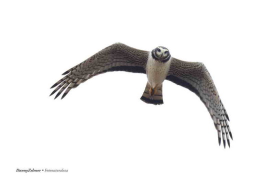 Gavilán planeador/Long-winged Harrier