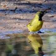 Cabecitanegra común/Hooded Siskin