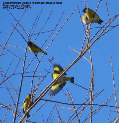 Cabecitanegra común/Hooded Siskin