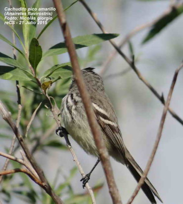 Cachudito pico amarillo/Yellow-billed Tyt-Tyrant