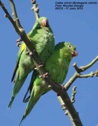 Catita chirirí/Yellow-chevroned Parakeet